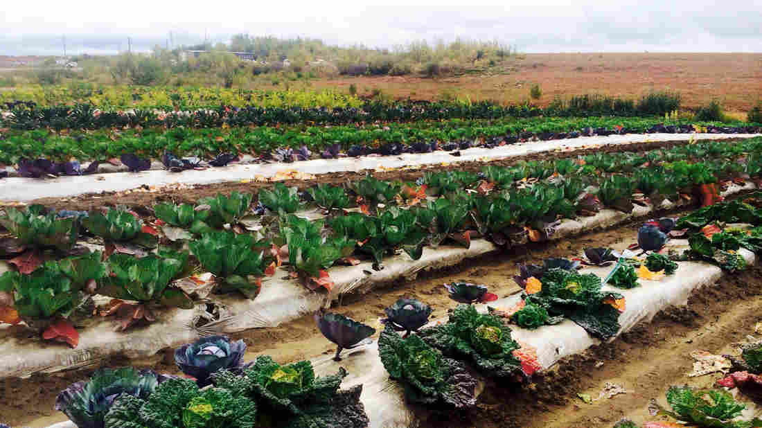 A field near harvest time at Meyers Farm in Bethel, Alaska, can now grow crops like cabbage outside in the ground, due to rising temperatures.