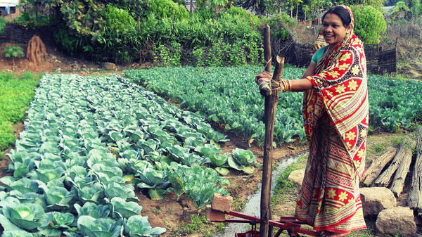 A woman uses the IDE-India foot-powered pump to suction water out of the ground and irrigate her crops.